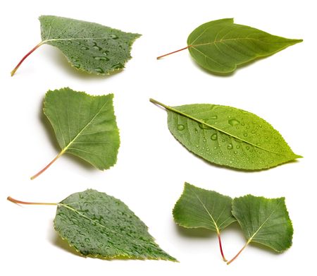 set of green leaf isolated on whiteの写真素材
