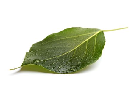 green leafの写真素材