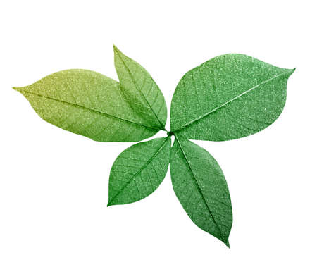 green leafの写真素材