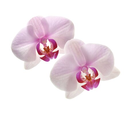 orchid flowerの写真素材