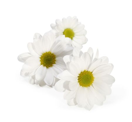 chamomile flower isolated の写真素材