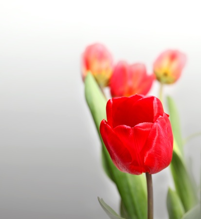 tulipの写真素材