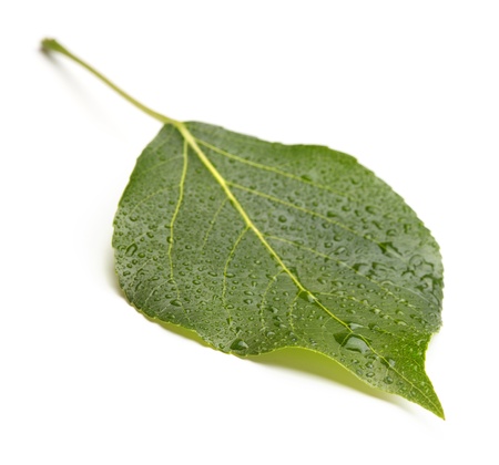 leaf with water dropsの写真素材