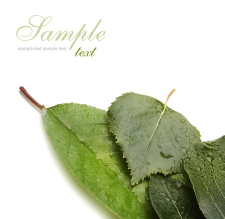 leaf backgroundの写真素材