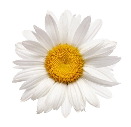 chamomile flower isolated with clipping pathの写真素材