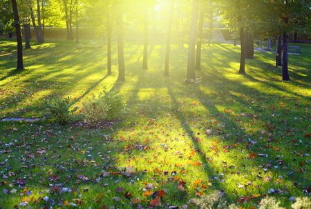 Sun in autumn park の写真素材
