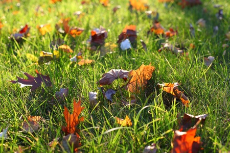 autumnの写真素材