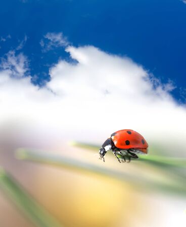 ladybugの写真素材