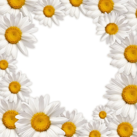 chamomiles frameの写真素材
