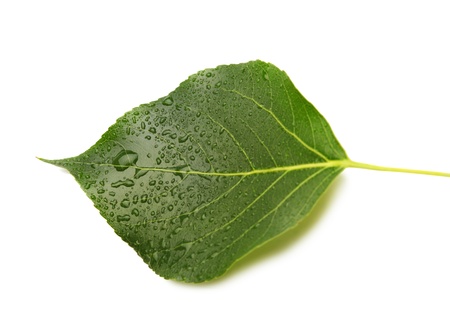 green leaf with water dropsの写真素材