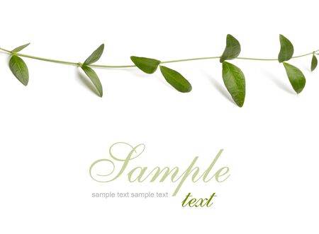 green leafの写真素材