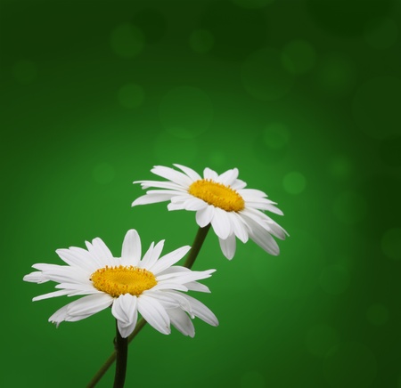 chamomile on greenの写真素材