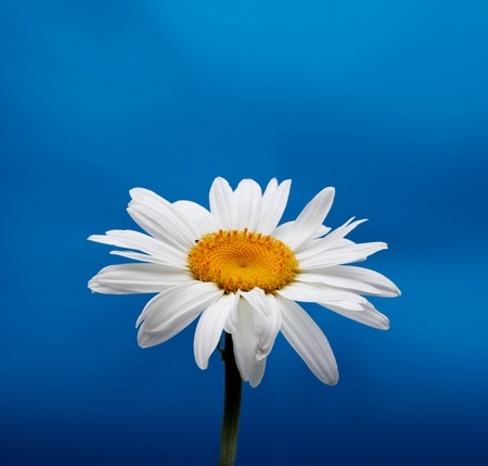 chamomile の写真素材