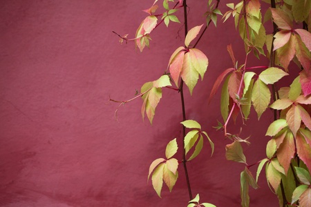 foliage and wallの写真素材