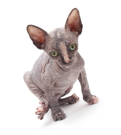 Sphinx catの写真素材