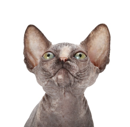 Sphinx catの写真素材