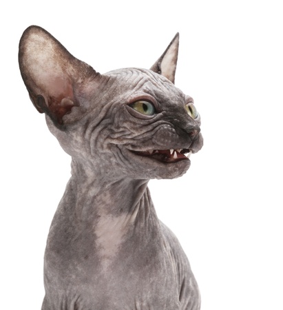 Sphinx catの写真素材