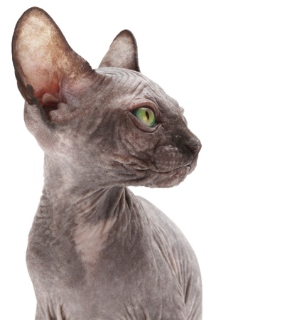 Sphinx catの写真素材