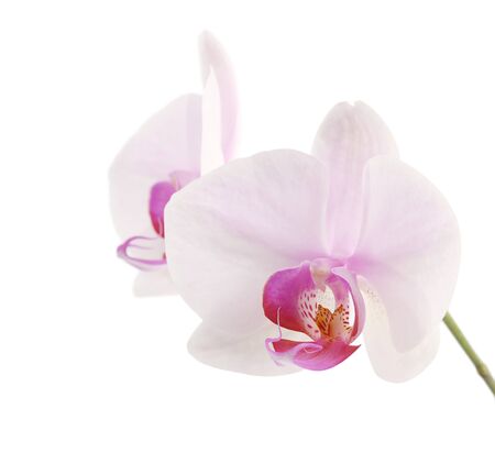 orchidの写真素材
