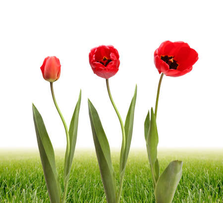 tulip and grassの写真素材