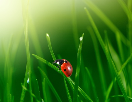 ladybug in grassの写真素材
