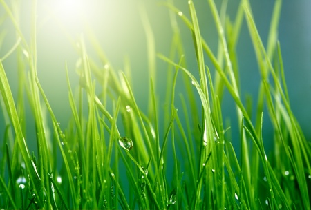 soft background with grass soft background with grass