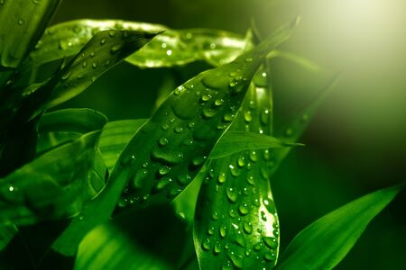 grass with water dropsの写真素材