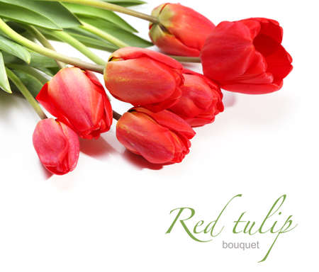 tulipsの写真素材