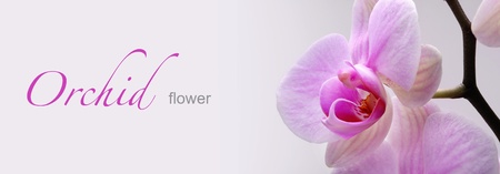 web banner with orchid flower の写真素材
