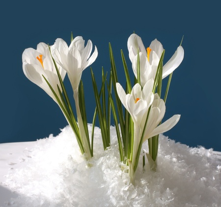 snowdrop in snowの写真素材
