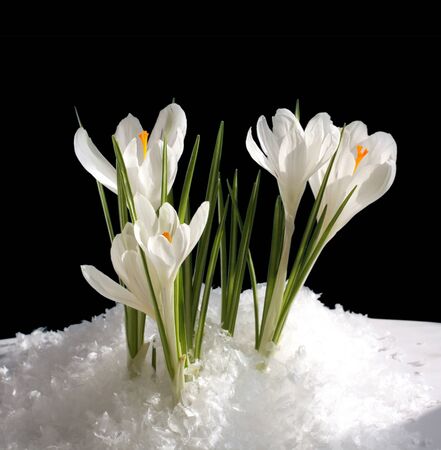snowdropの写真素材