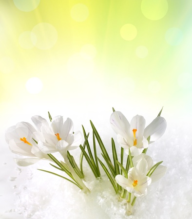 snowdrop in snowの写真素材