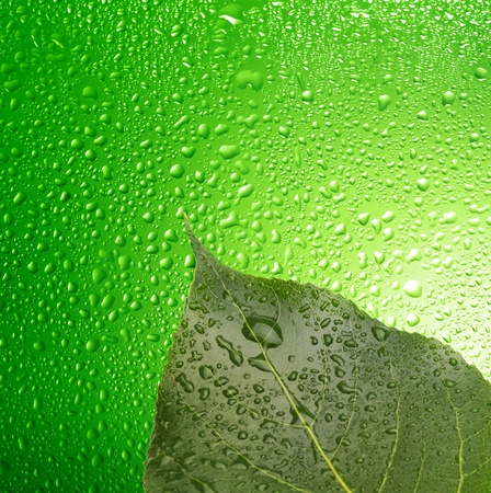 green leaf with water dropsの写真素材