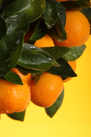 orange branchの写真素材