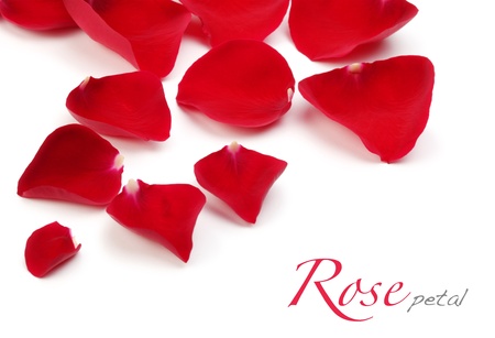 red rose petalsの写真素材