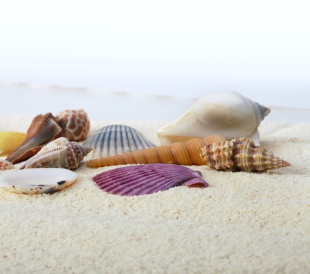sea shells on sand background の写真素材