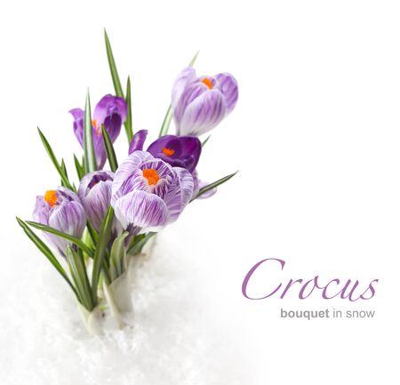 snowdrops in snowの写真素材