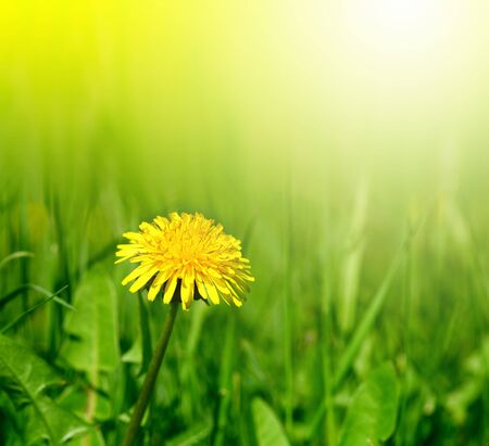 dandelion in green grass の写真素材