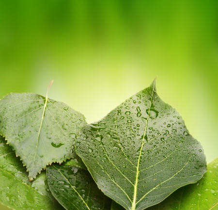 green leafの写真素材