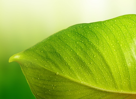 green leaf with water drops