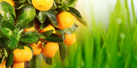 orange branchの写真素材