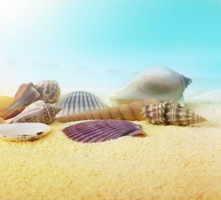 sea shellの写真素材