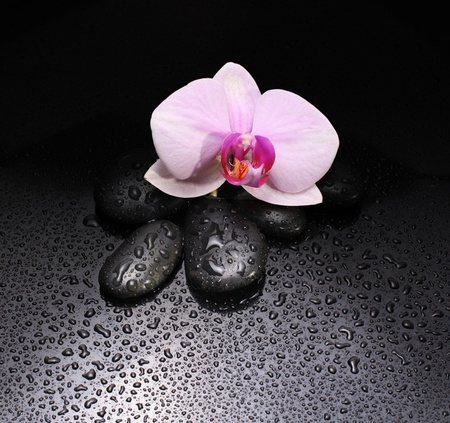 black stones and orchid with water dropsの写真素材