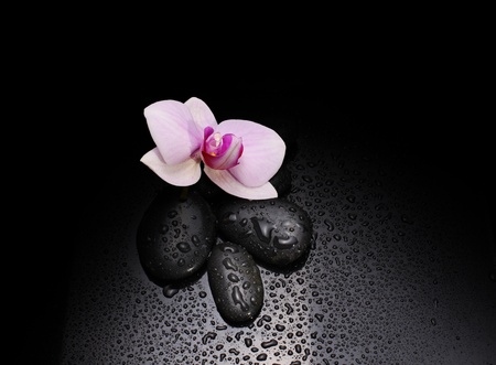 black stones and orchid with water drops の写真素材
