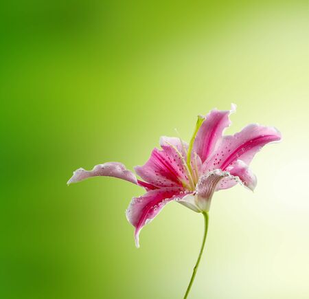 lily flowerの写真素材