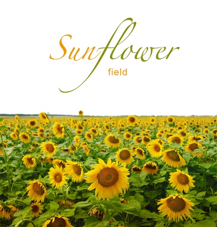 sunflower field の写真素材