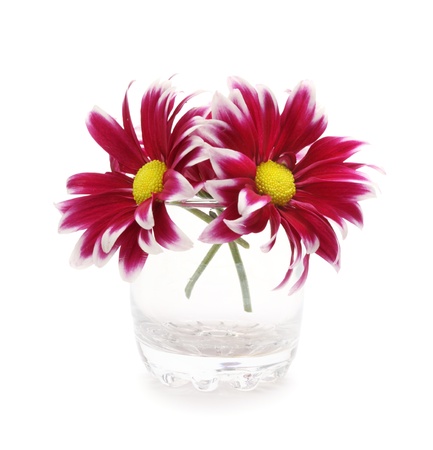 red flower in vase の写真素材