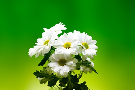 chamomiles on greenの写真素材