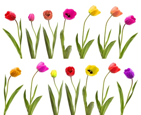 collection of tulipsの写真素材