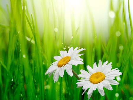 chamomile in green grass の写真素材